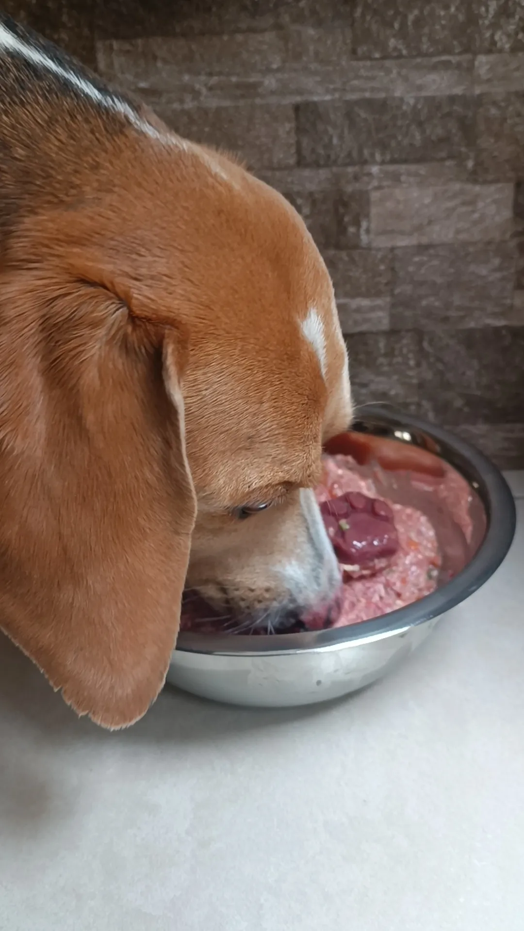 ¿La dieta BARF engorda o adelgaza a mi perro?